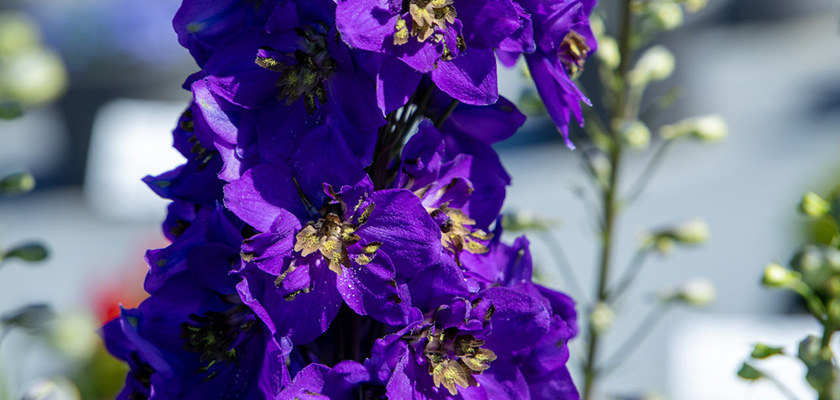 no.0022 王冠のランタン梟とBlack night flower Delphinium hybrida Benary's Pacific Black Knight | Benary
